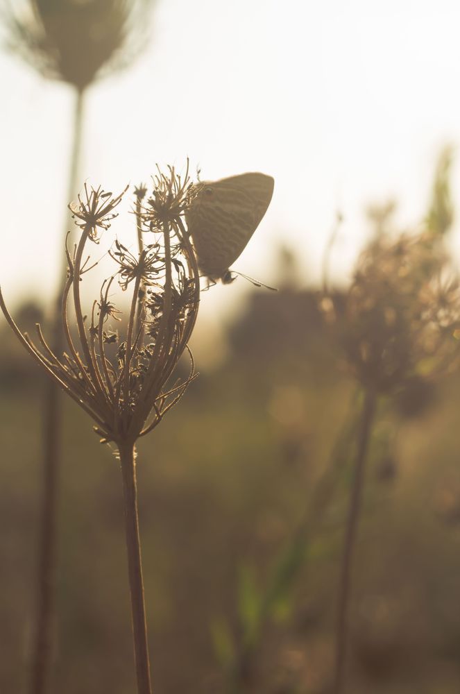 Photo 1164082