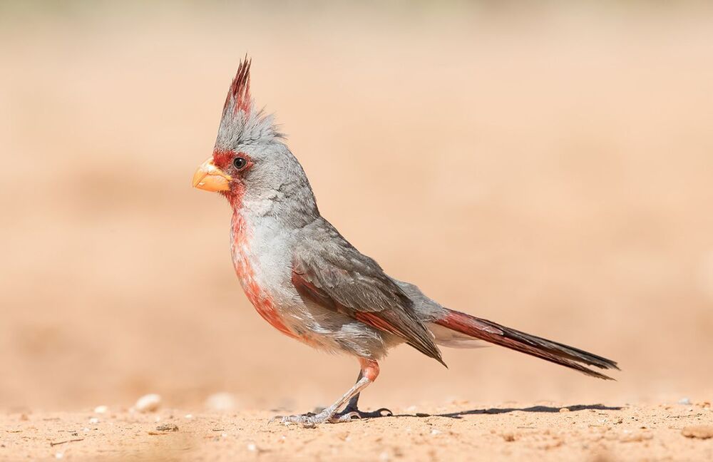 Pyrrhuloxia (male and female). Попугайный кардинал