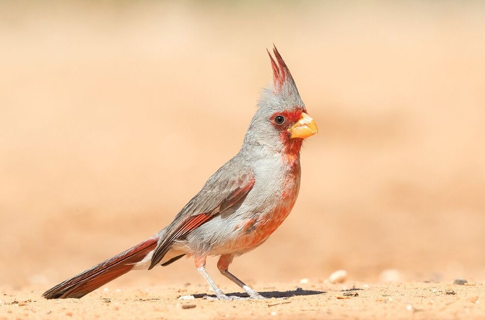 Pyrrhuloxia (male and female). Попугайный кардинал