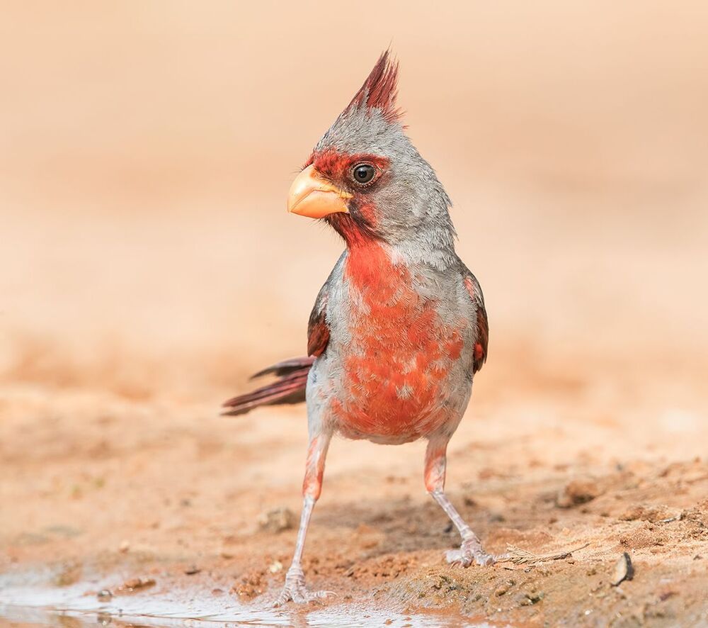Pyrrhuloxia (male and female). Попугайный кардинал