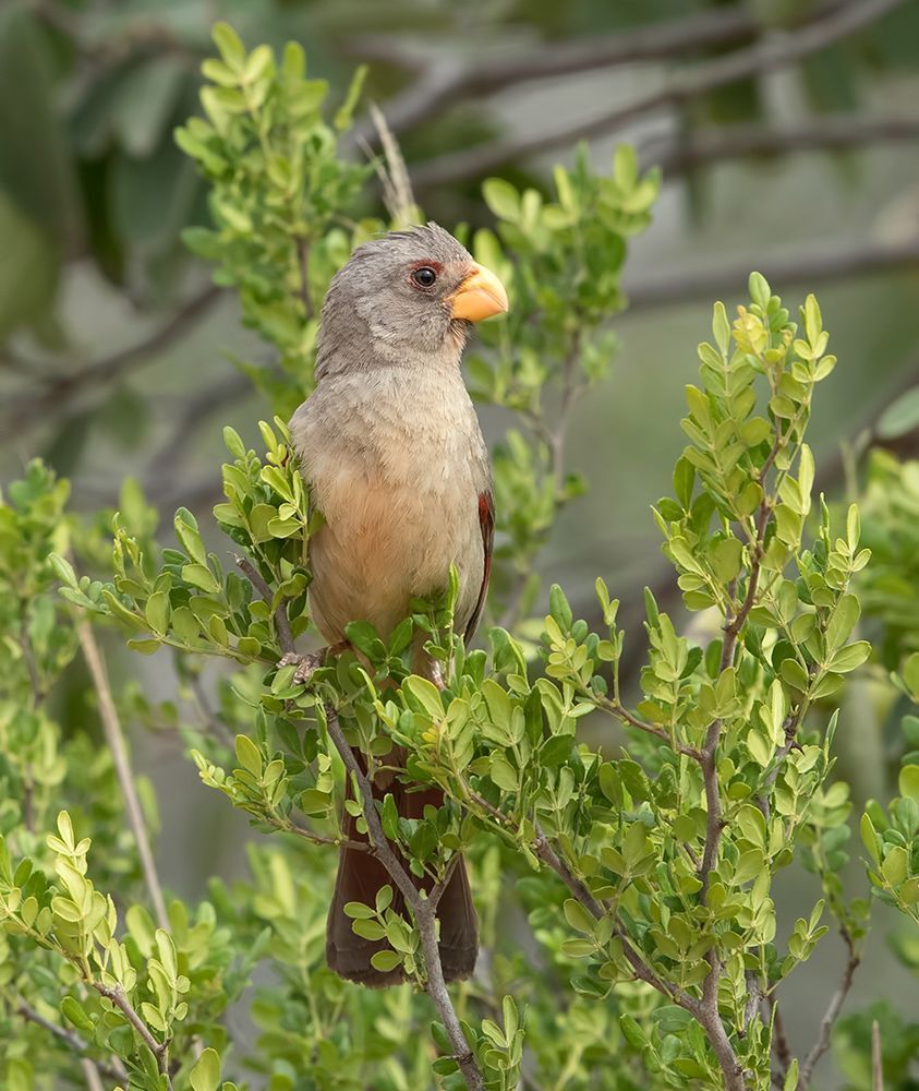 Pyrrhuloxia (male and female). Попугайный кардинал