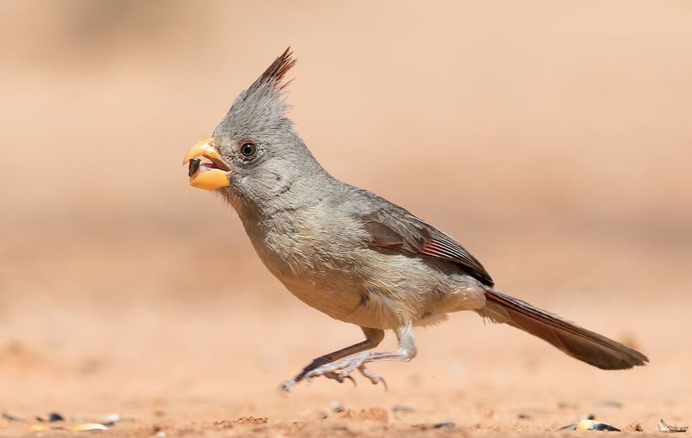 Pyrrhuloxia (male and female). Попугайный кардинал