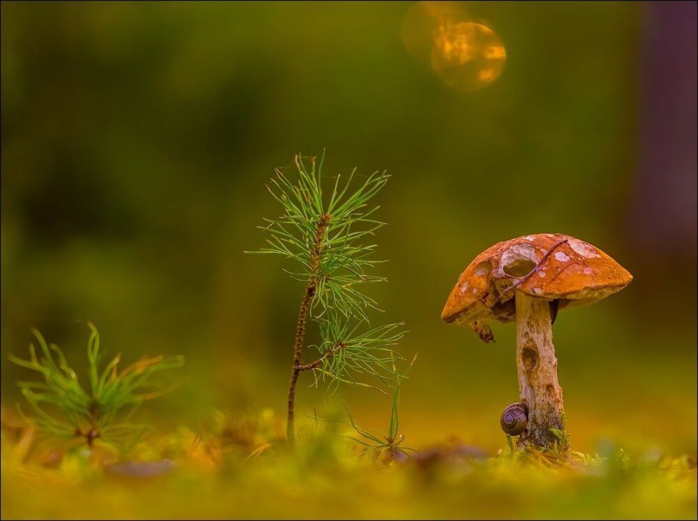 Старичок)