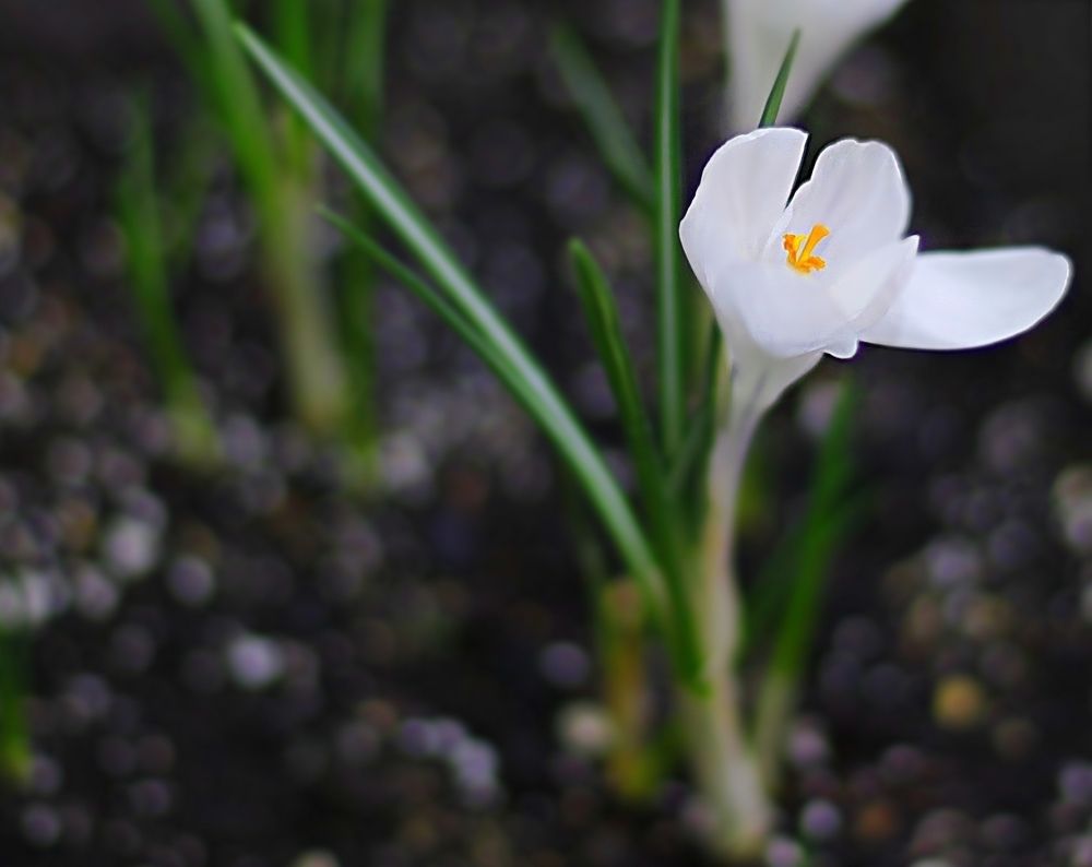 Crocuses