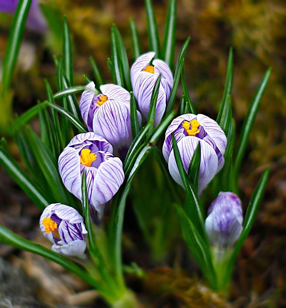 Crocuses