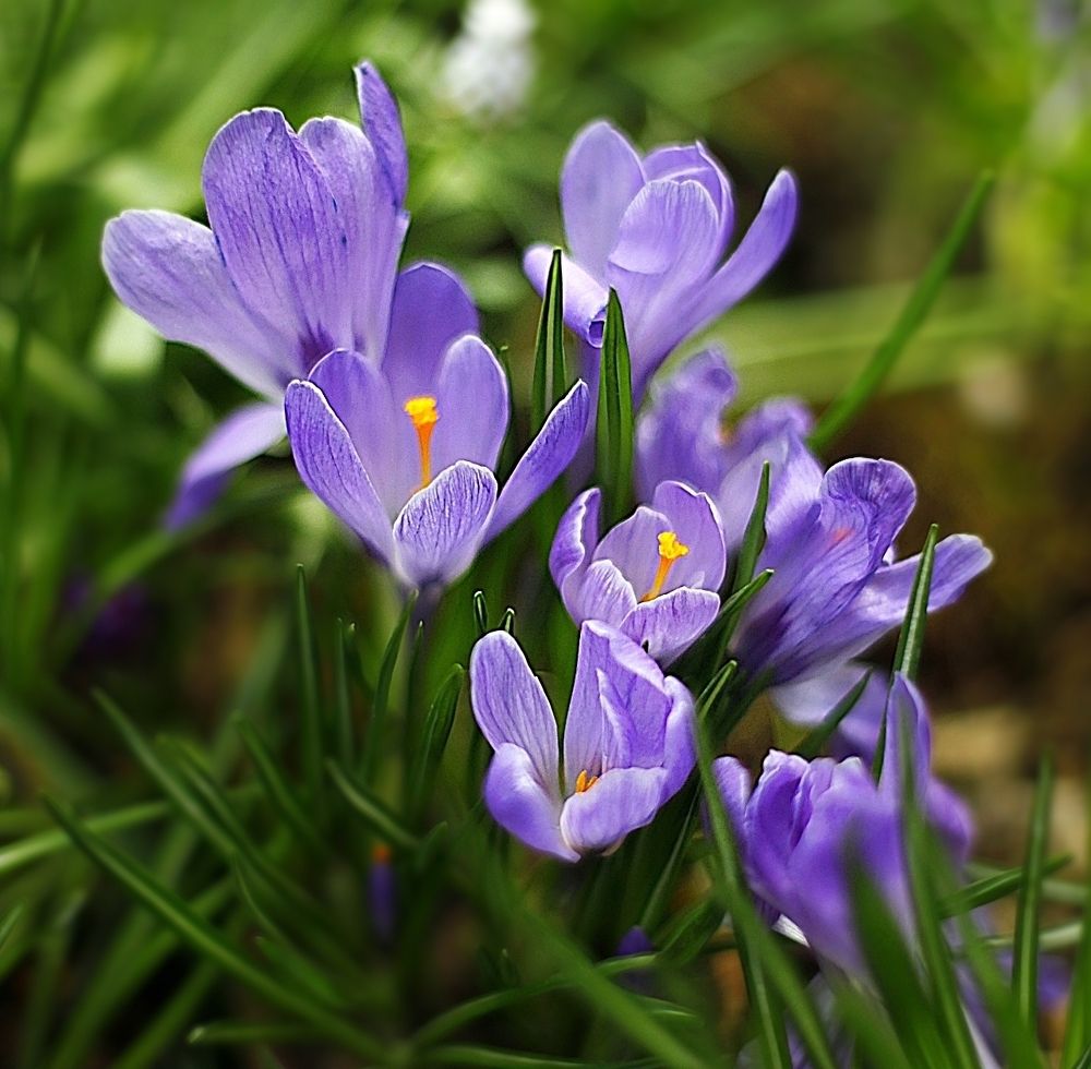 Crocuses