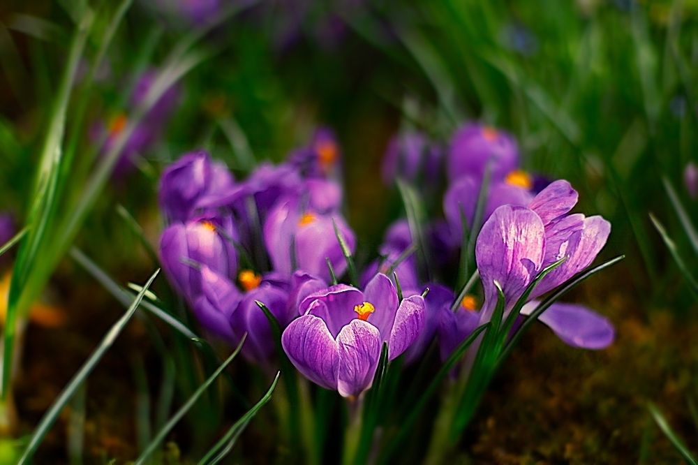 Crocuses