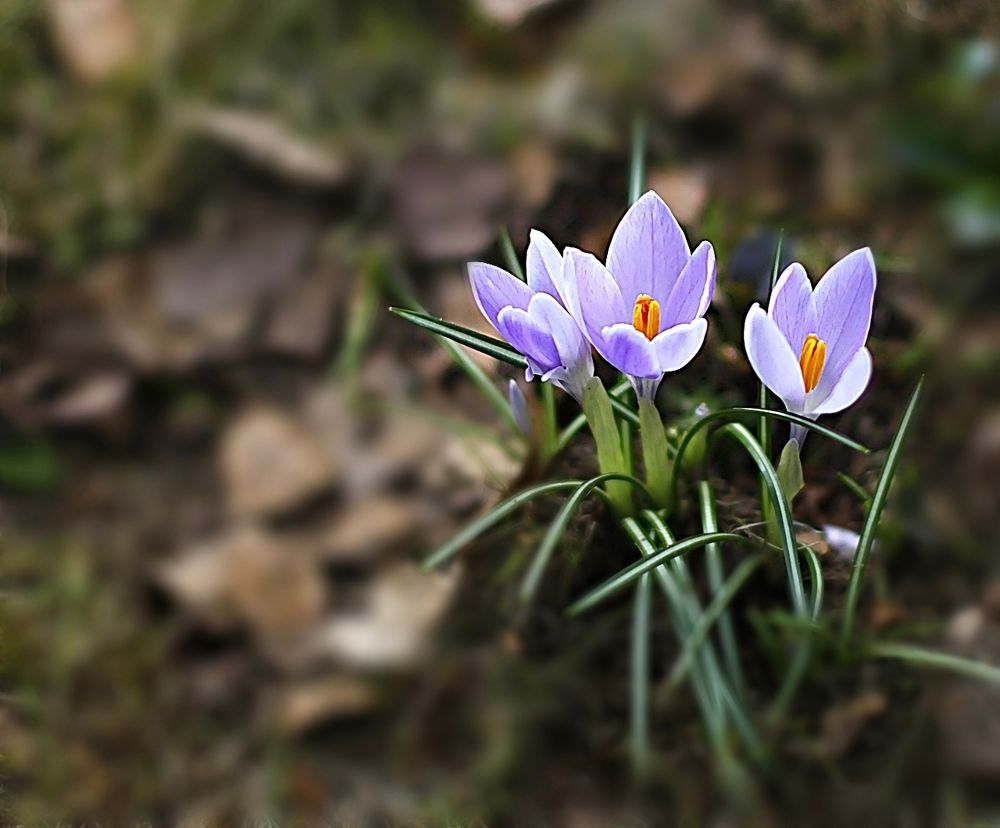 Crocuses
