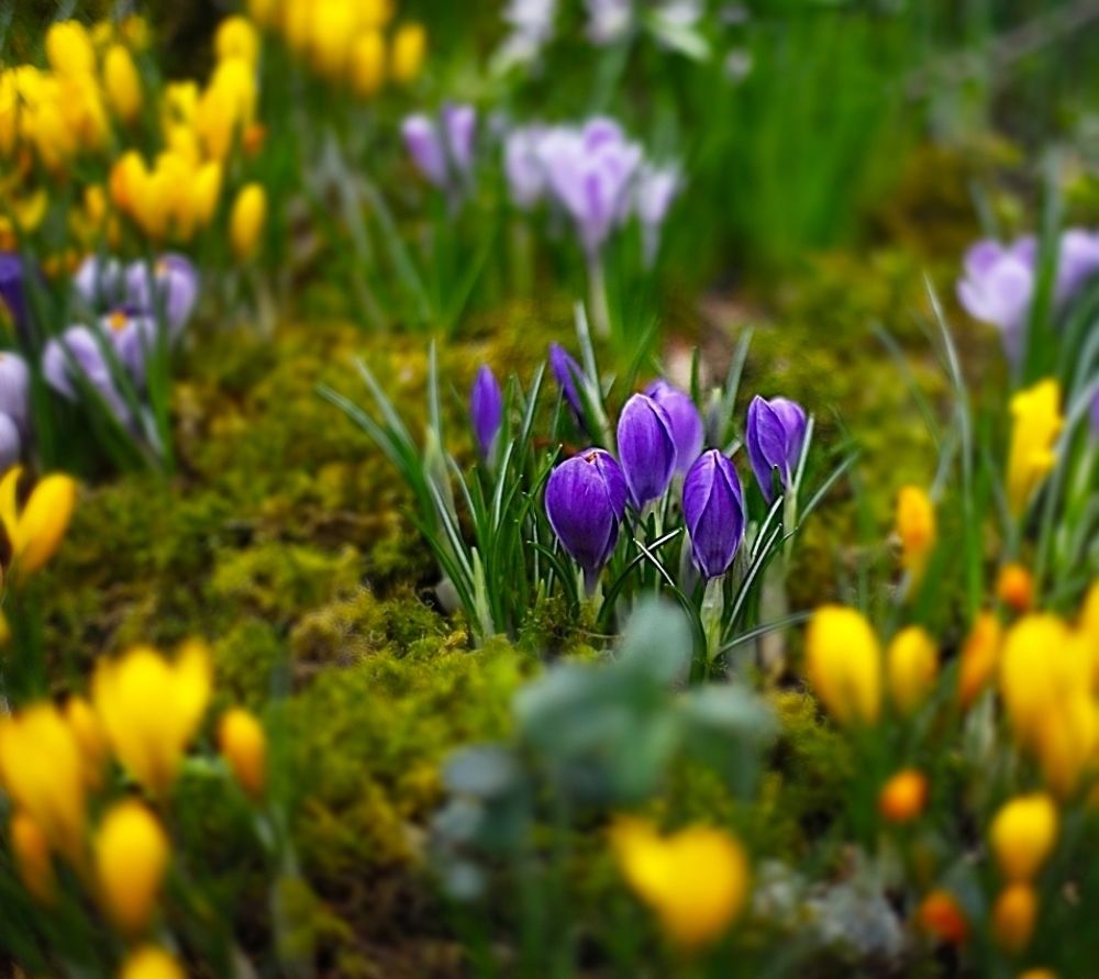 Crocuses