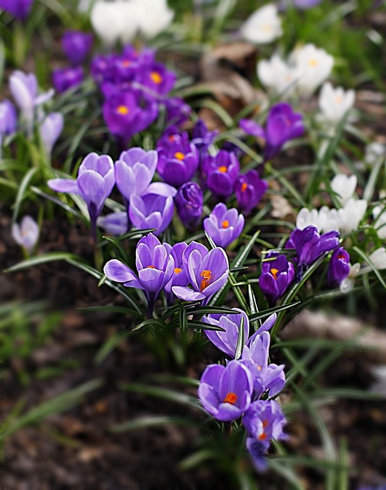 Crocuses