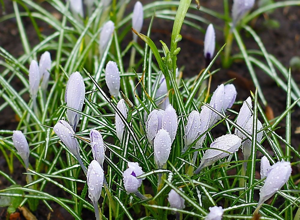 Crocuses