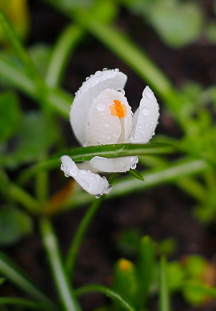 Crocuses