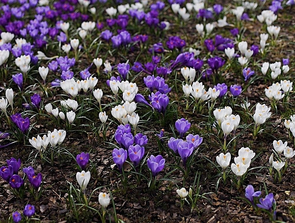 Crocuses