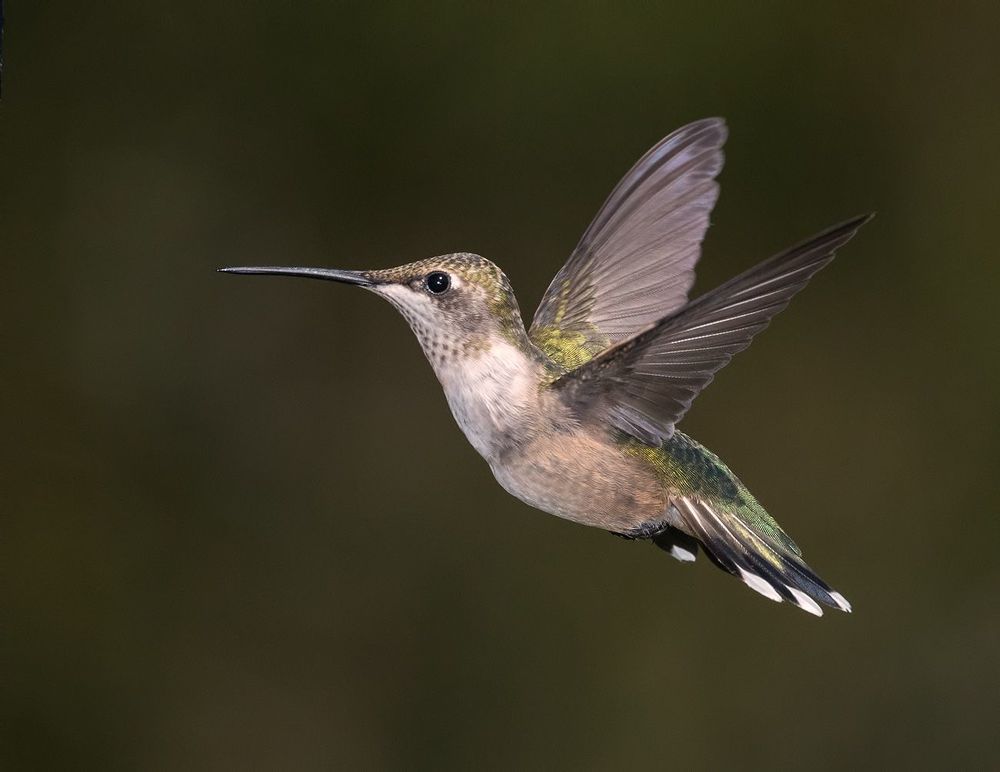 Колибри - Hummingbird flight