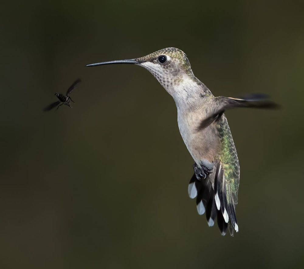 Колибри - Hummingbird flight