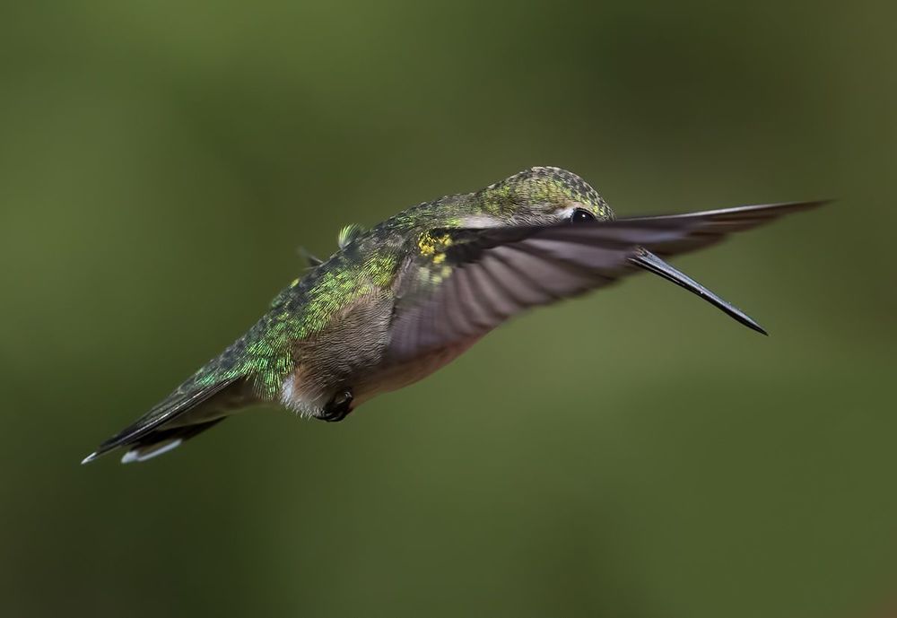 Колибри - Hummingbird flight