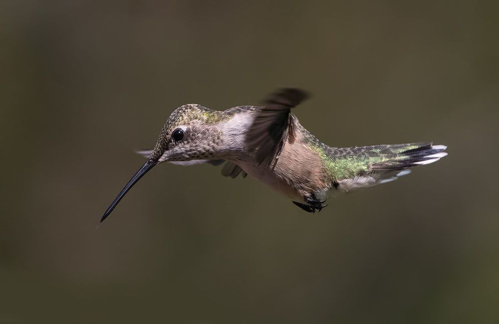 Колибри - Hummingbird flight