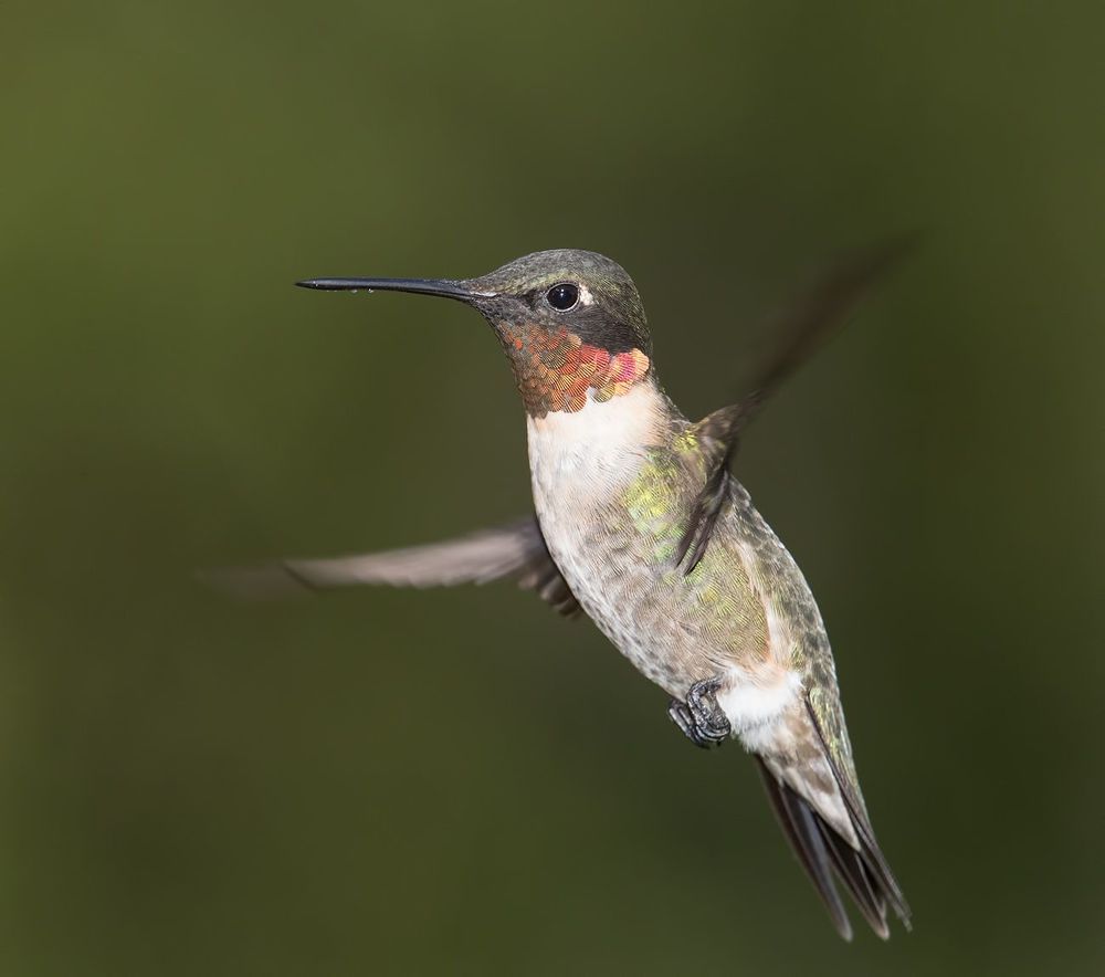 Колибри - Hummingbird flight