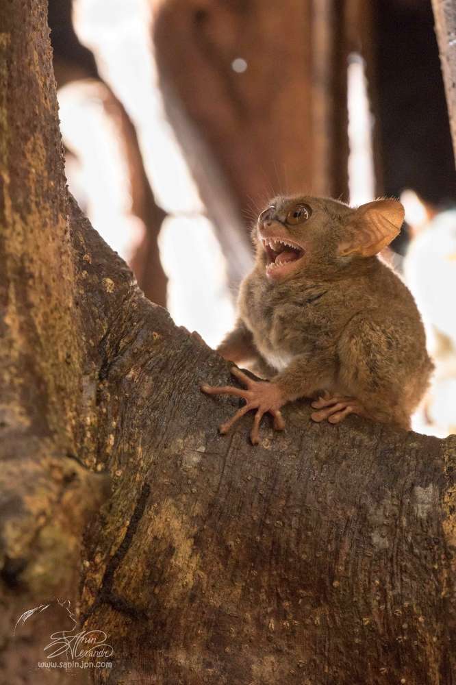 Долгопят (Spectral tarsier)