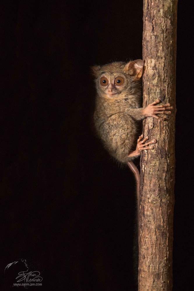 Долгопят (Spectral tarsier)