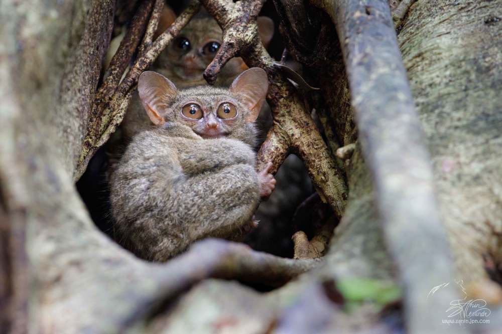 Долгопят (Spectral tarsier)