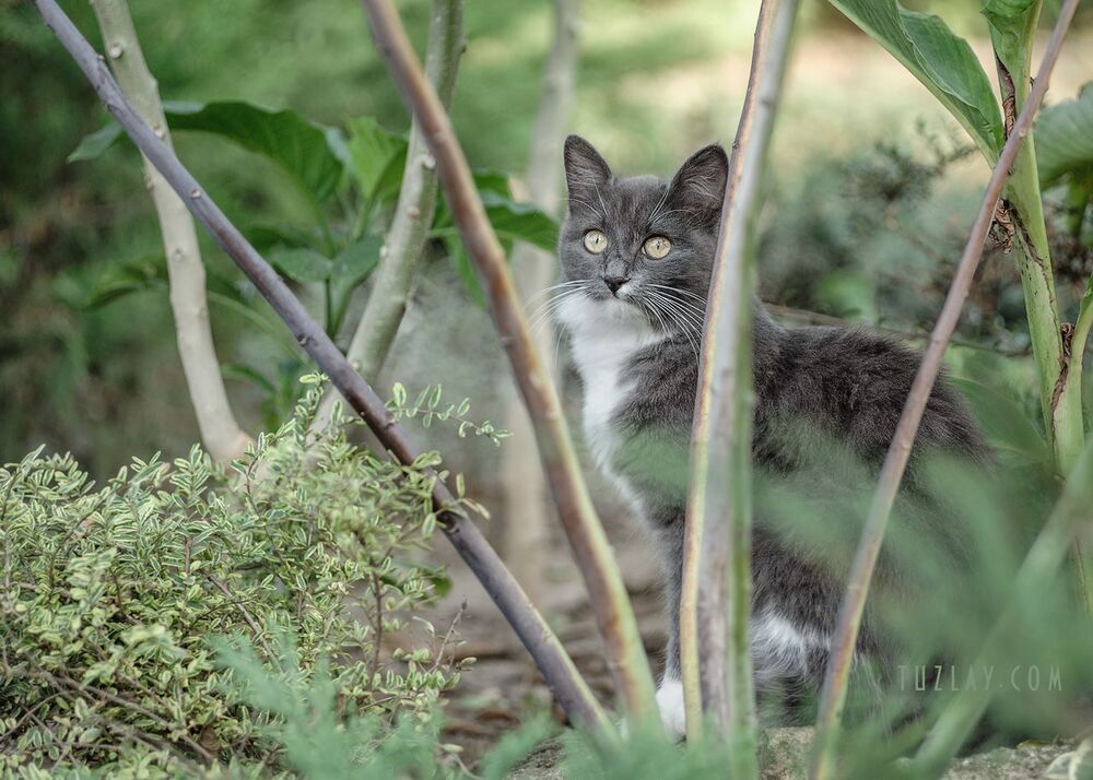 Кото-фото на Юпитер 37