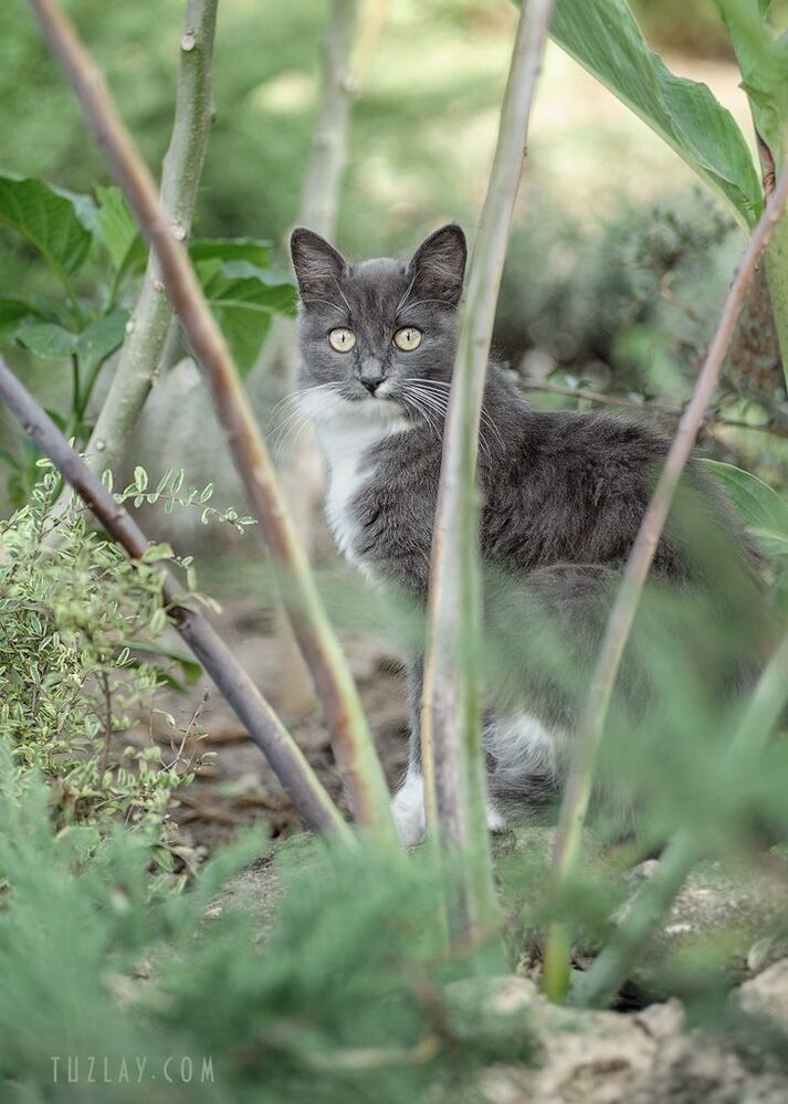 Кото-фото на Юпитер 37