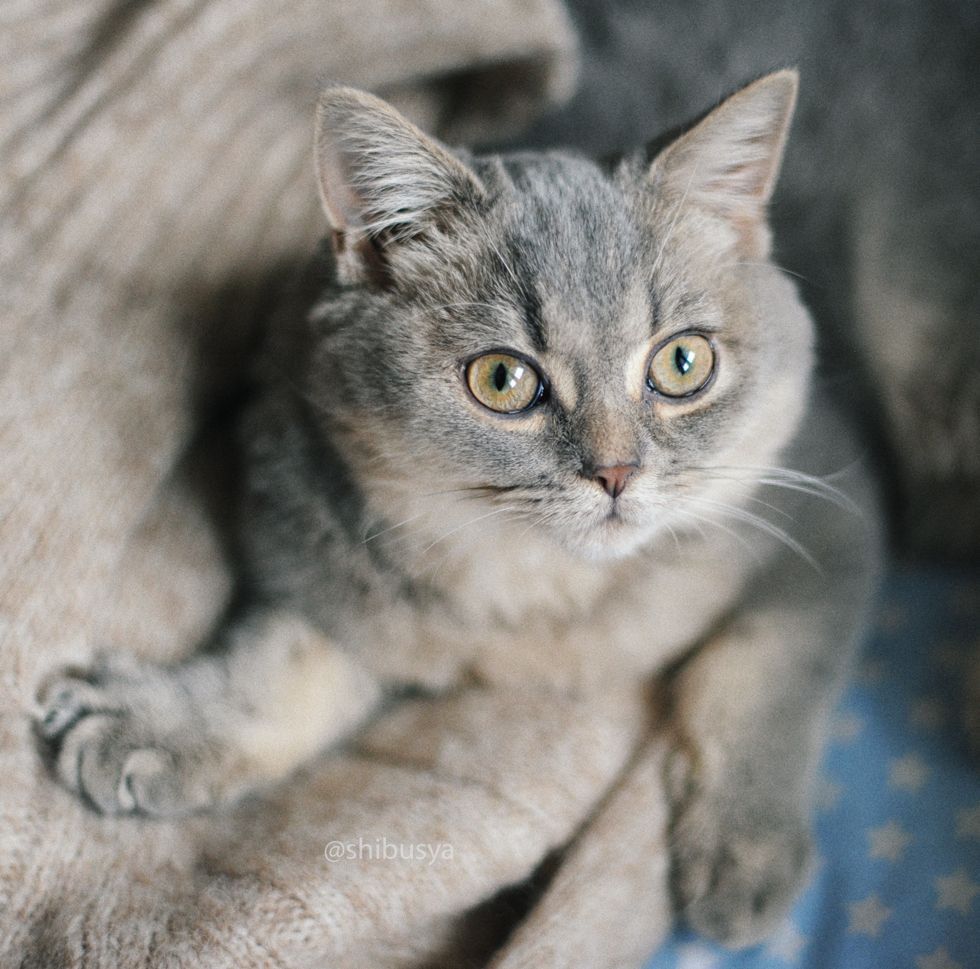 Первая осень котенка