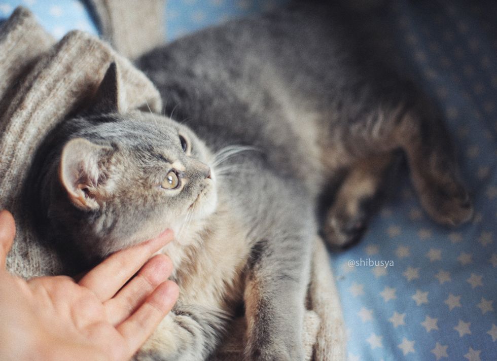 Первая осень котенка