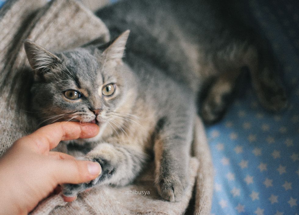 Первая осень котенка