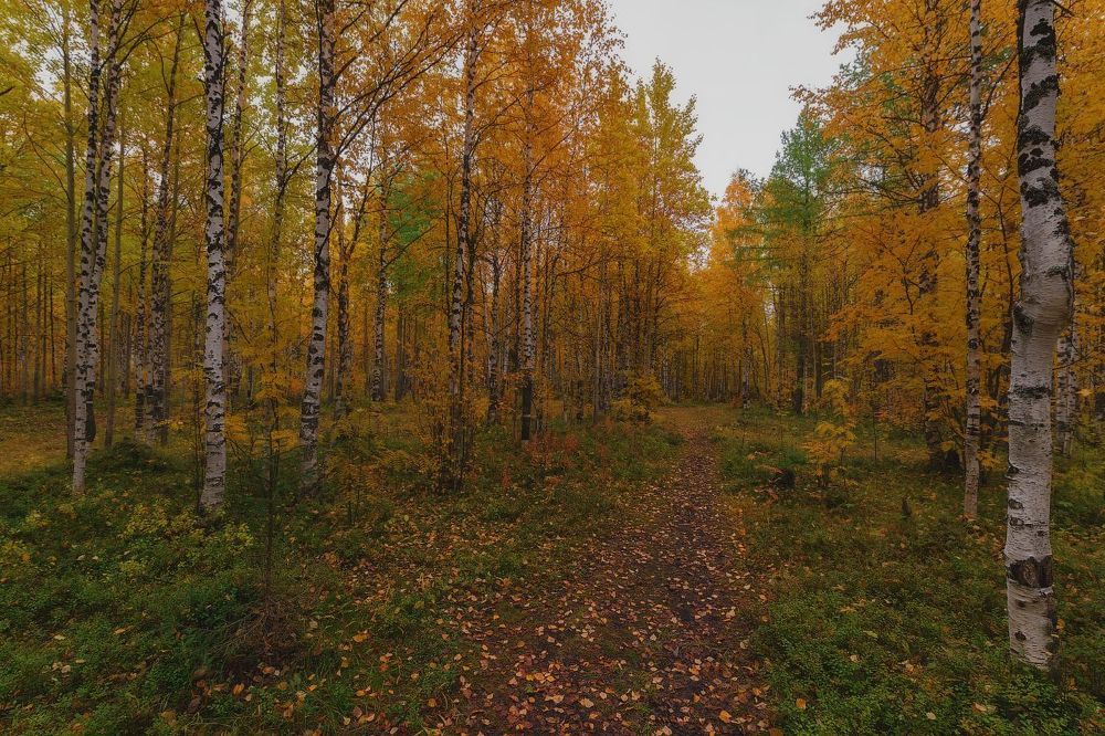 Осень севера