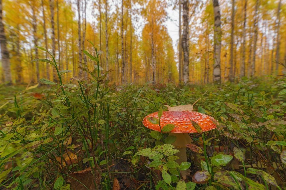 Осень севера