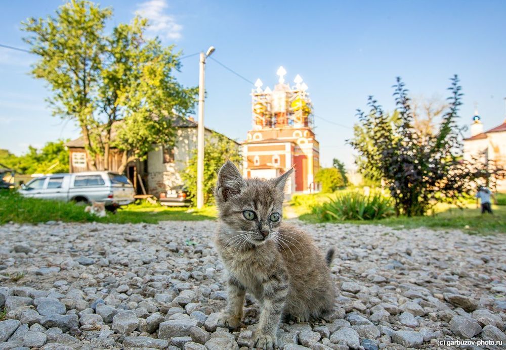 Монахи, прихожане и коты