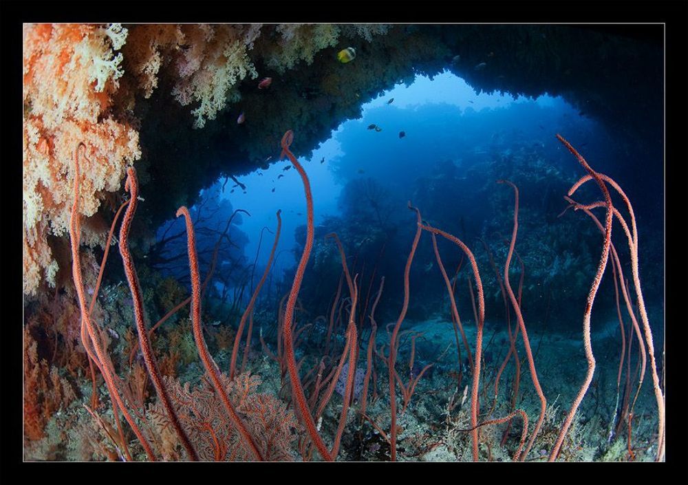 Fiji RED