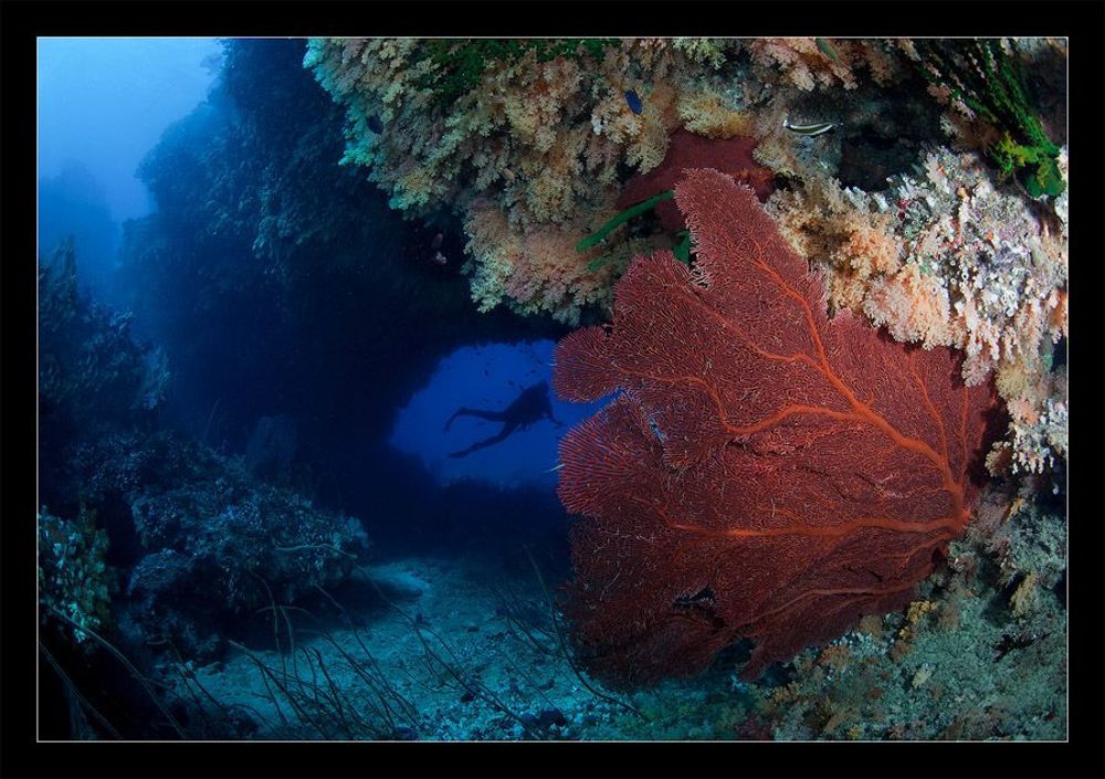 Fiji RED
