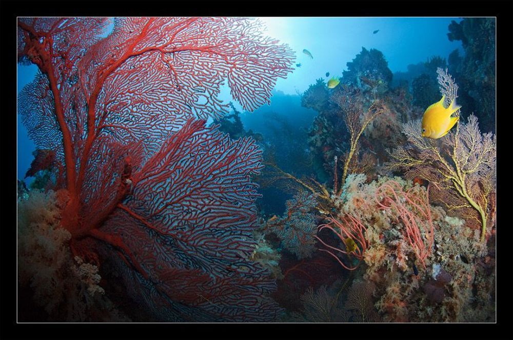 Fiji RED