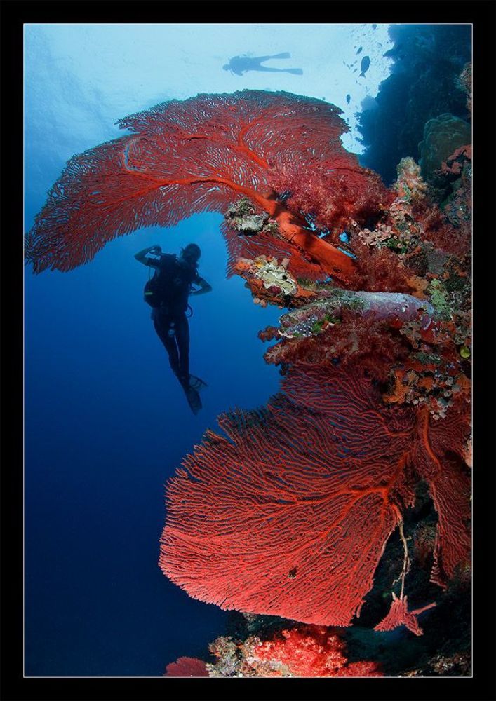 Fiji RED