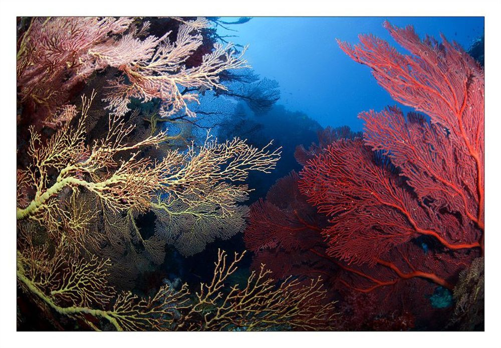 Fiji RED