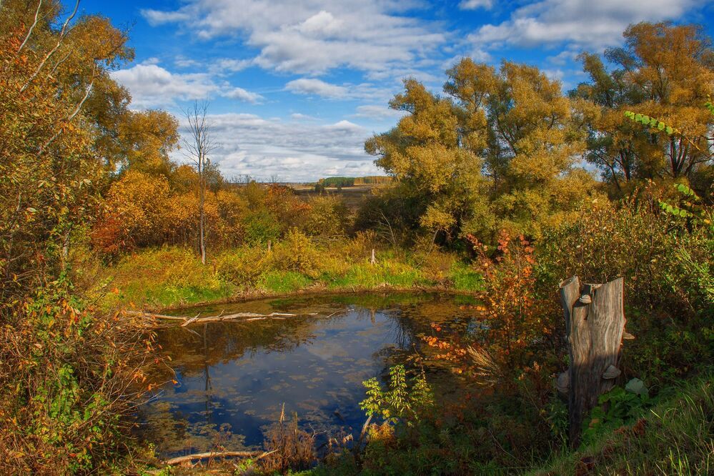 Красавица золотая осень