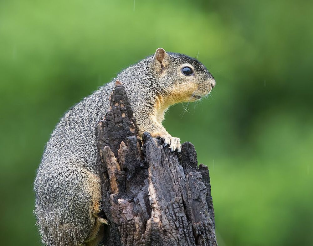 Белка -Squirrel