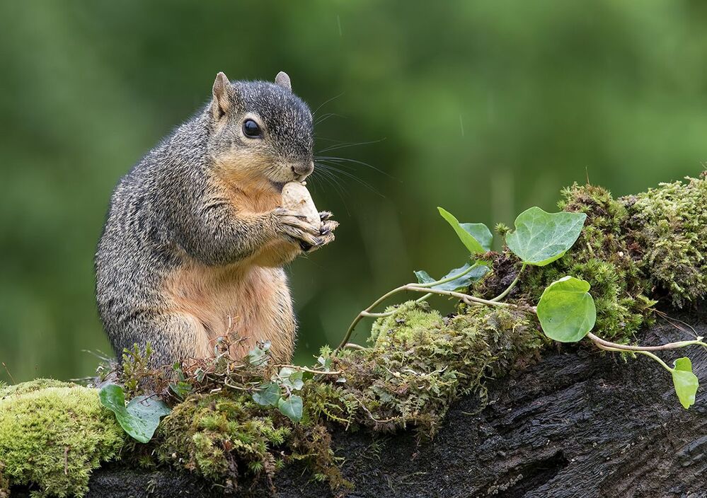 Белка -Squirrel