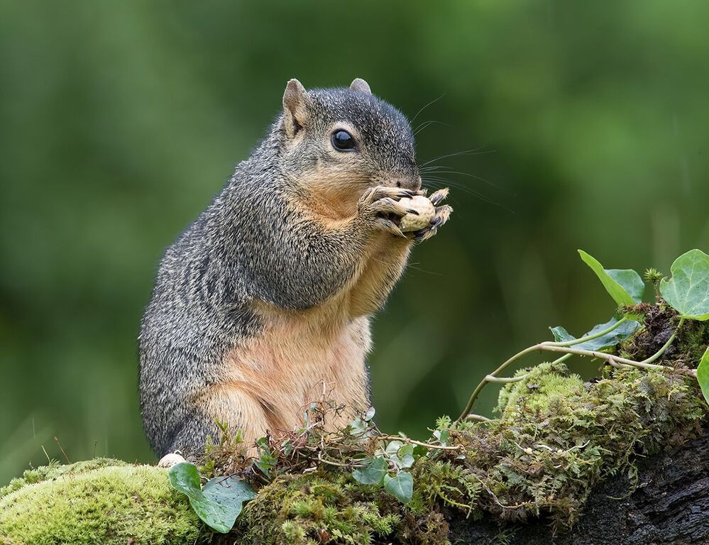 Белка -Squirrel