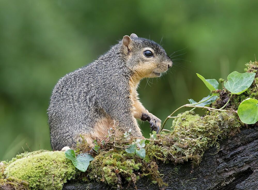 Белка -Squirrel