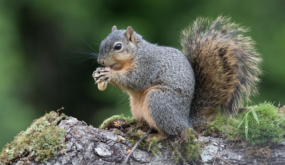 Белка -Squirrel