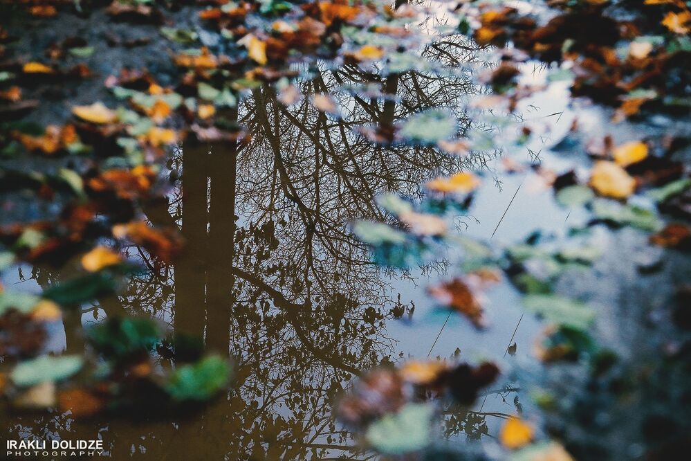 Autumn in Park