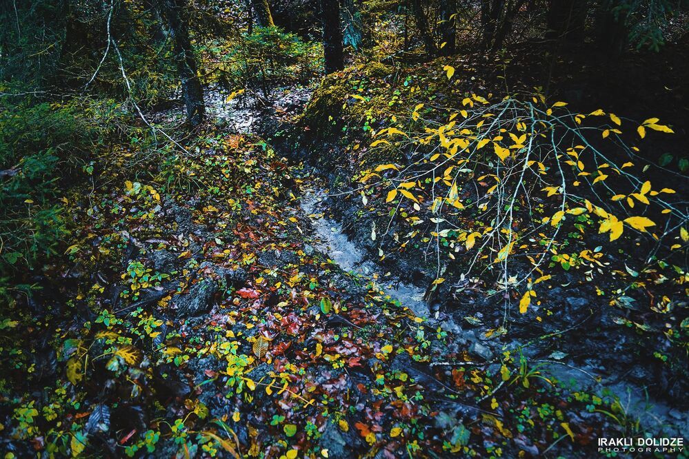 Autumn in Park