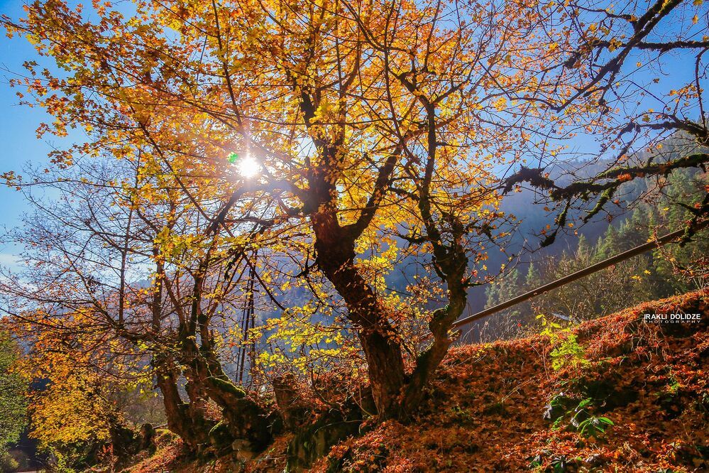 Autumn in Park