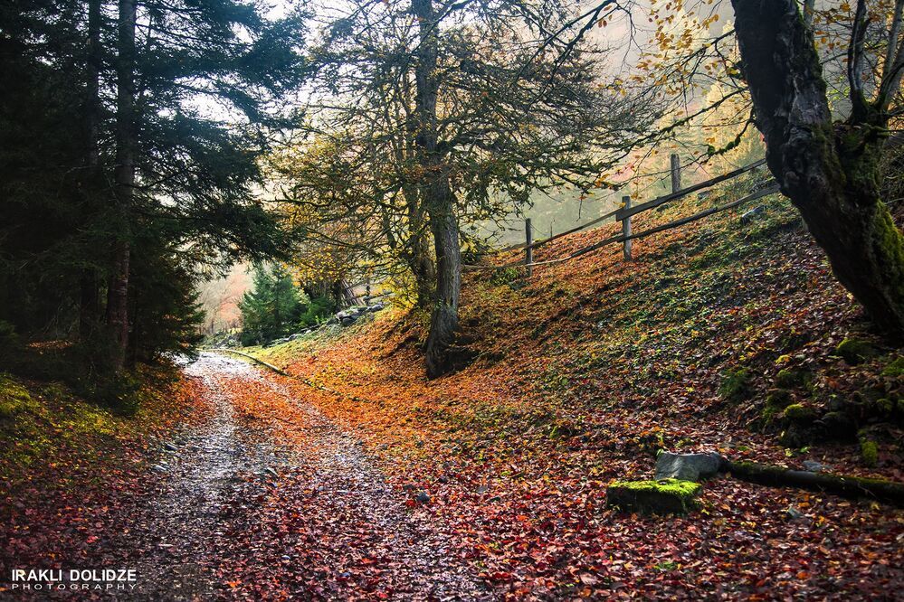 Autumn in Park