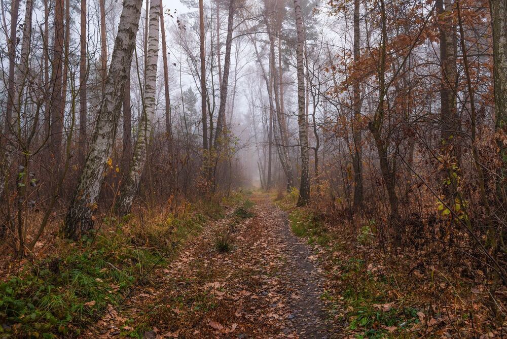 Сырая осень