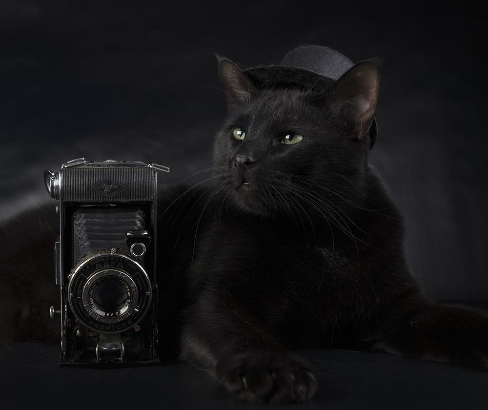 Рыжик и Кузя - Фотографы
